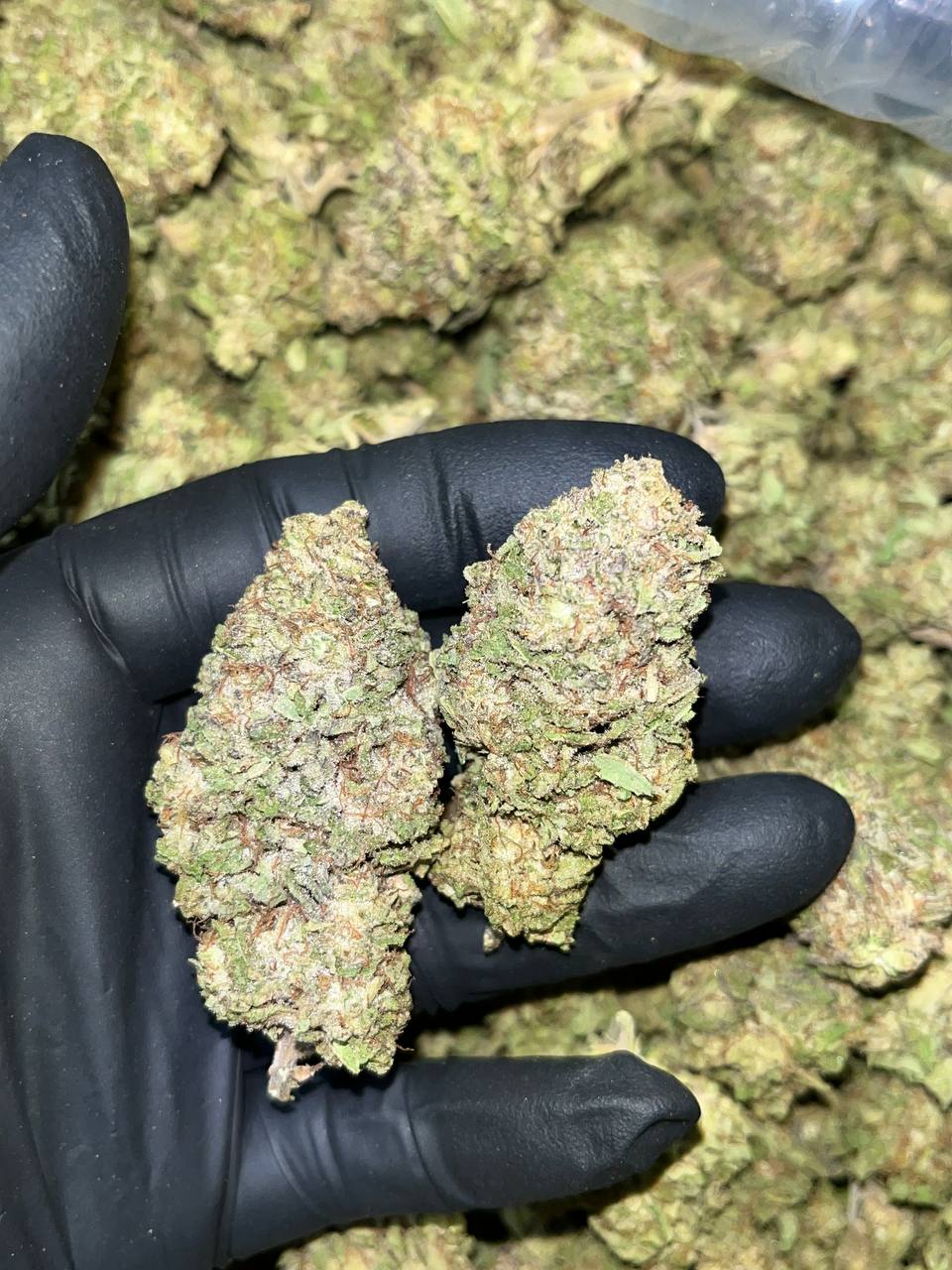 Gelato THCA 1 Gelato THCA
