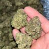 "Experience Jealousy THCA: Sativa-Dominant Hybrid with Unique Citrus Flavors"