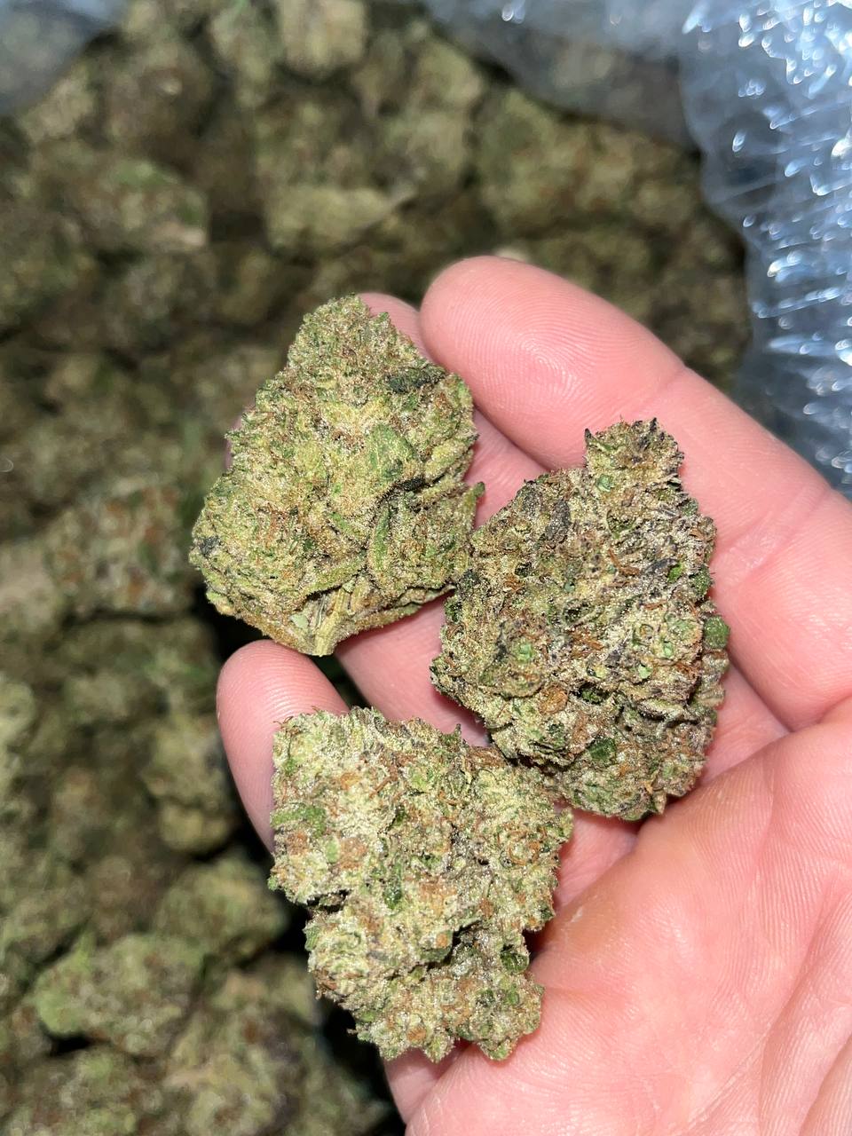 Jealousy THCa 1 "Experience Jealousy THCA: Sativa-Dominant Hybrid with Unique Citrus Flavors"