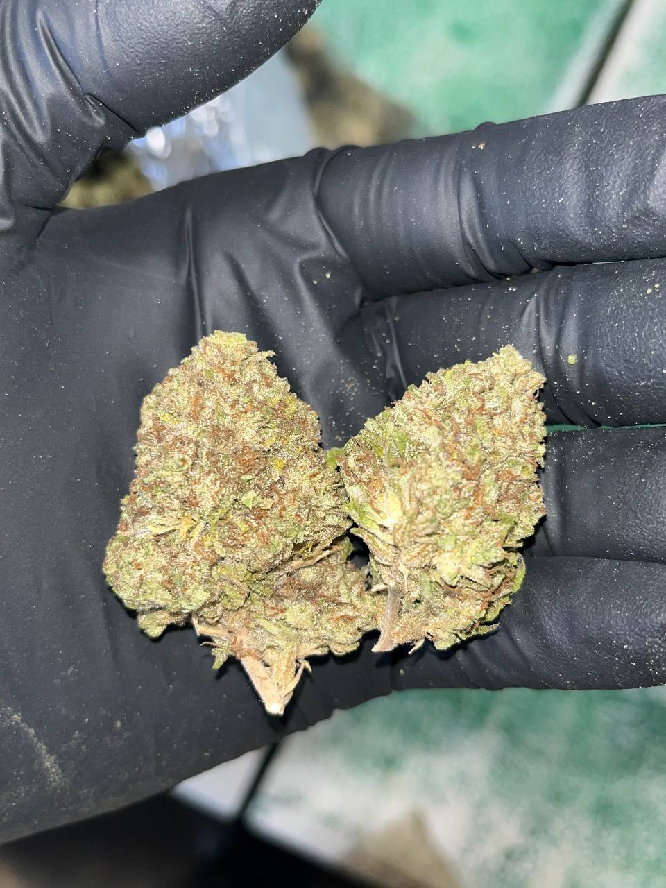 Jelly Roll THCA 1 Jelly Roll THCA