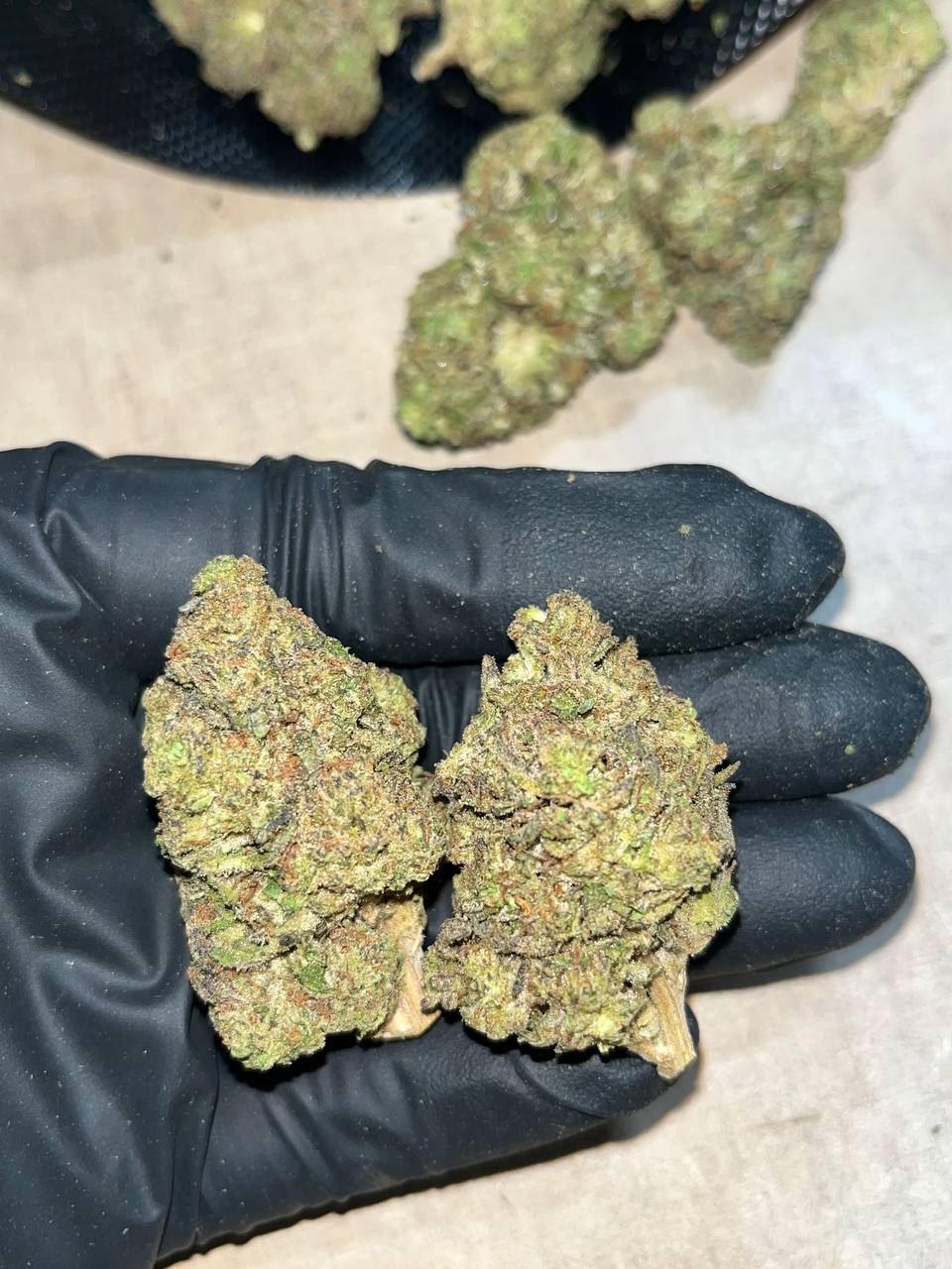 Kombucha THCA 1 Kombucha THCA