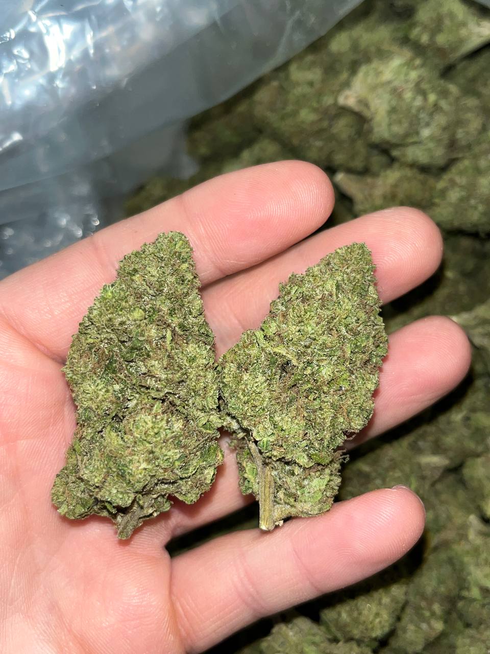 Lemon Haze THCA 1 "Embrace Citrus Bliss with Lemon Haze THCA: Sativa Elegance & 20-24% THC"