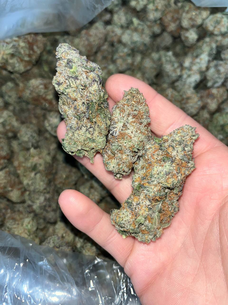 Orange Creamsicle Exotic THCa 1 "Experience Rare Luxury with Orange Creamsicle EXOTIC THCA: 24-28% THC & Unique Terpenes"