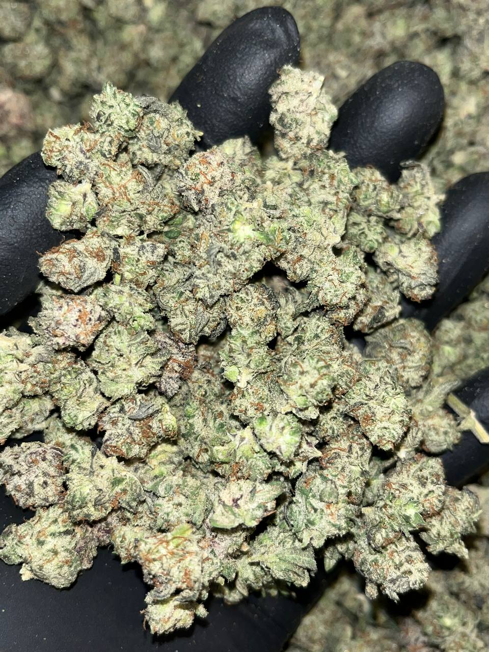 Oreoz smalls THCA Exotics 1 Oreoz smalls