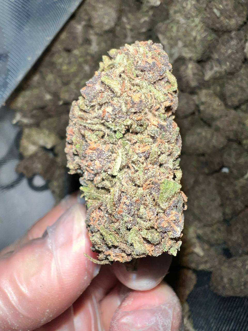 Pink Panther THCa Strain 1 "Discover Bliss with Pink Panther THCA: Indulgent Terpene Blend & 24-28% THC"