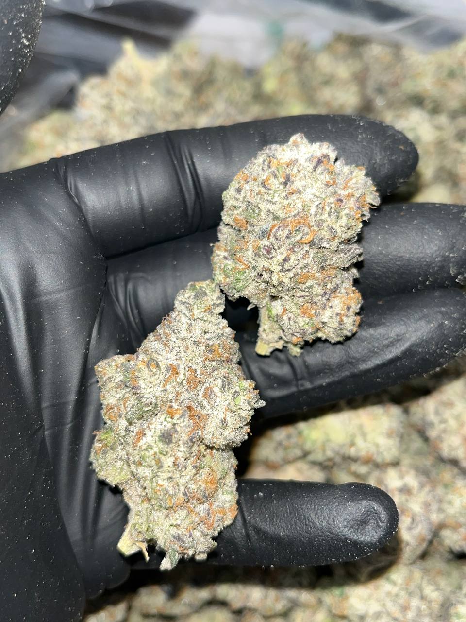 Slurricane THCa Exotics 1 "Experience Opulence with Slurricane THCA EXOTICS: Unique Lineage & 25-30% THC"