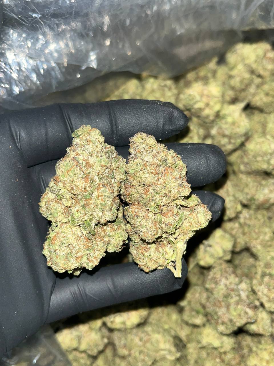 Government Oasis Indoor THCa 1 Government Oasis Indoor THCA