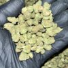 Experience the unique flavor of Black Garlic Gelato THCA Flower. Buy high-quality cannabis buds online at our dispensary. Fast shipping and discreet packaging guaranteed!