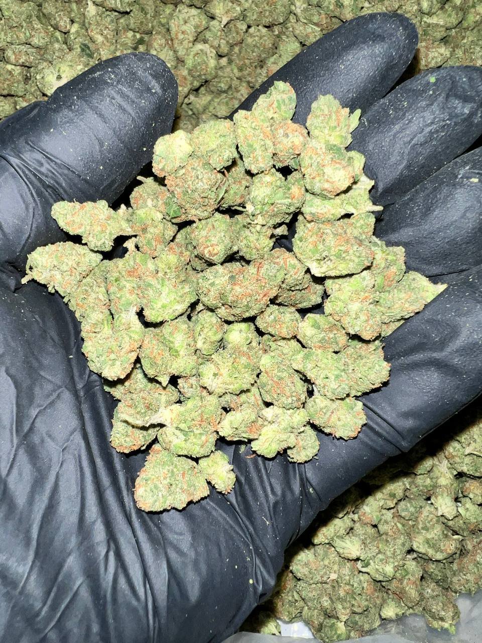 Black Garlic Gelato THCA Flower 1 Experience the unique flavor of Black Garlic Gelato THCA Flower. Buy high-quality cannabis buds online at our dispensary. Fast shipping and discreet packaging guaranteed!