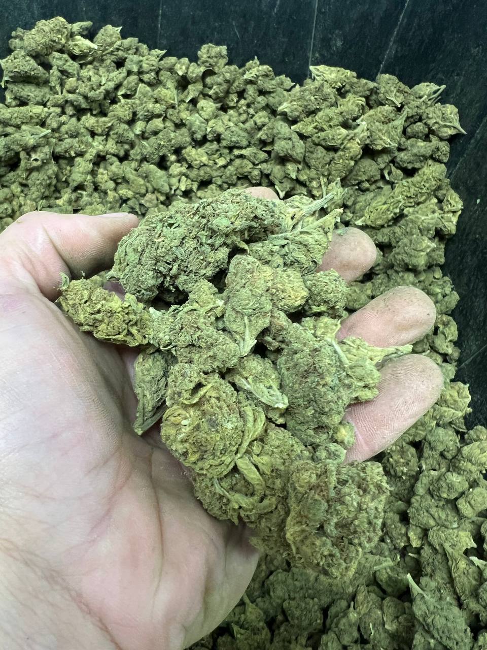 Bubblegum THCA Reggies 1 Bubblegum THCA Reggies
