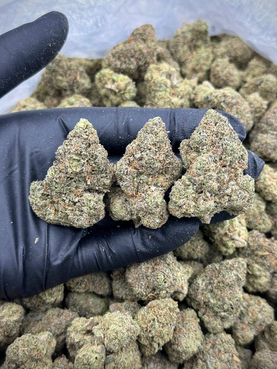 Chi Town Runtz THCA Flower 1 Chi Town Runtz THCA Flower