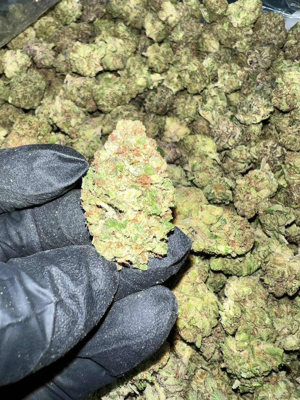 Detroit Runtz THCa 1 Detroit Runtz THCa