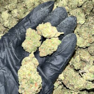 Gelato 41 x Kush Mintz Indoor THCA