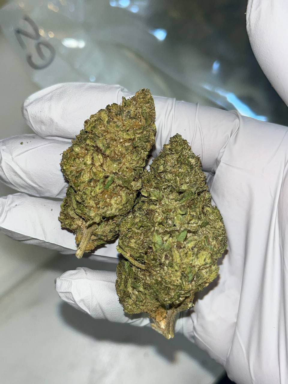 Gelato Z THCA Flower 1 Gelato Z THCA Flower