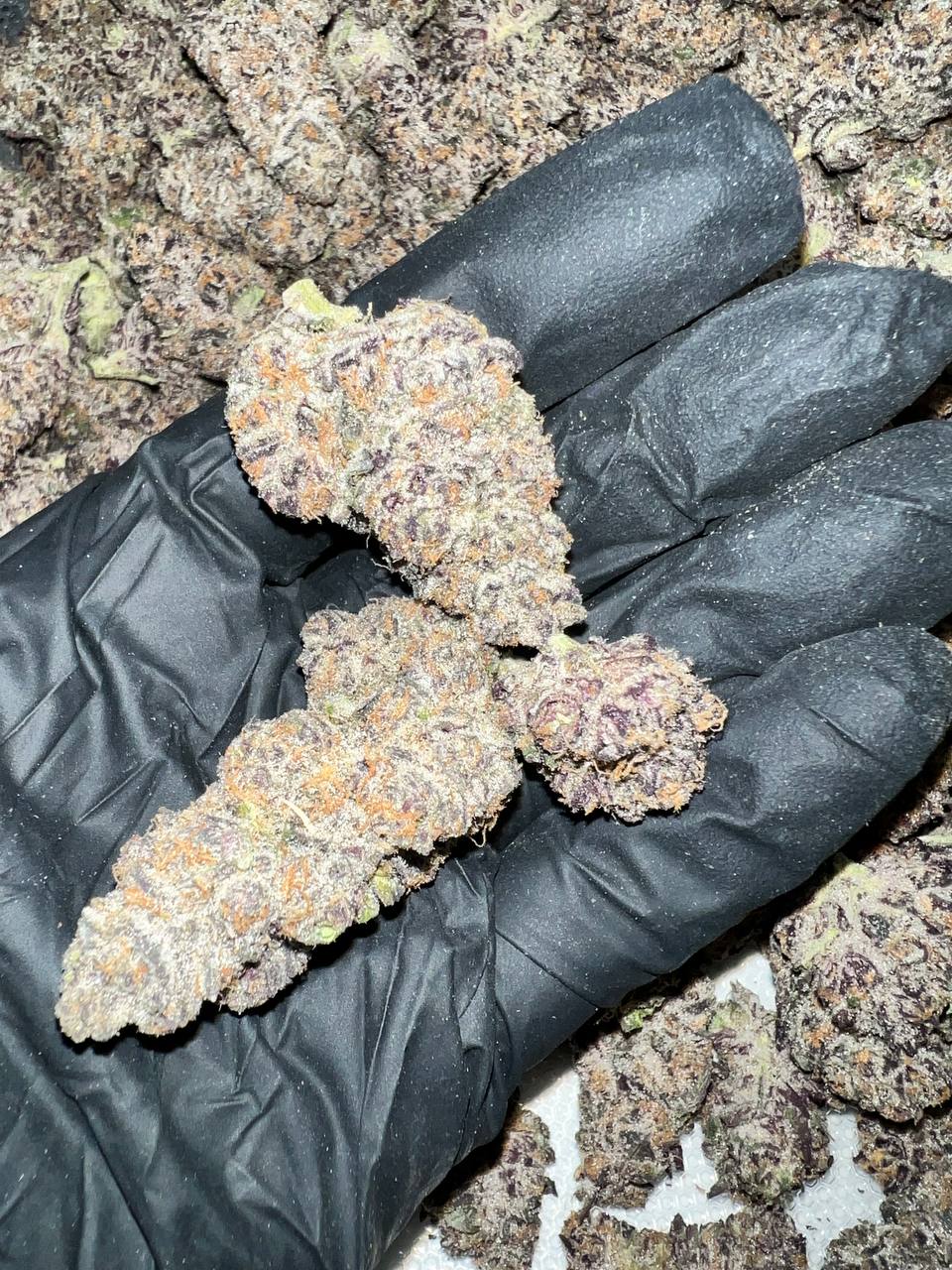 Granimals Exotic THCa Flower 1 Granimals EXOTIC THCA Flower offers rich, sweet flavors and a potent, relaxing high. High THCA content, perfect for wholesale buyers. Order in bulk now!