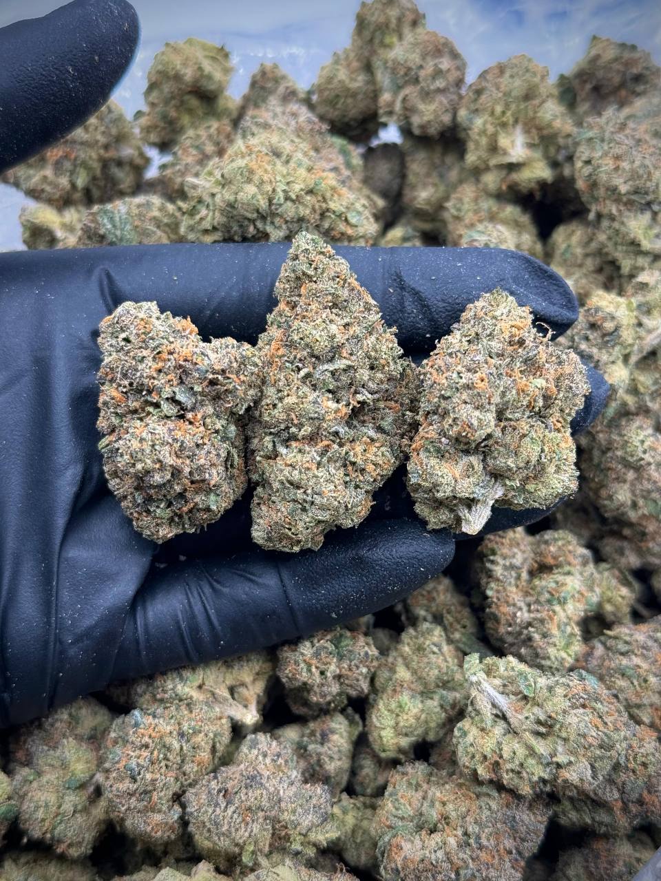 Purple Ice Pops THCA Strain 1 Purple Ice Pops THCA Strain
