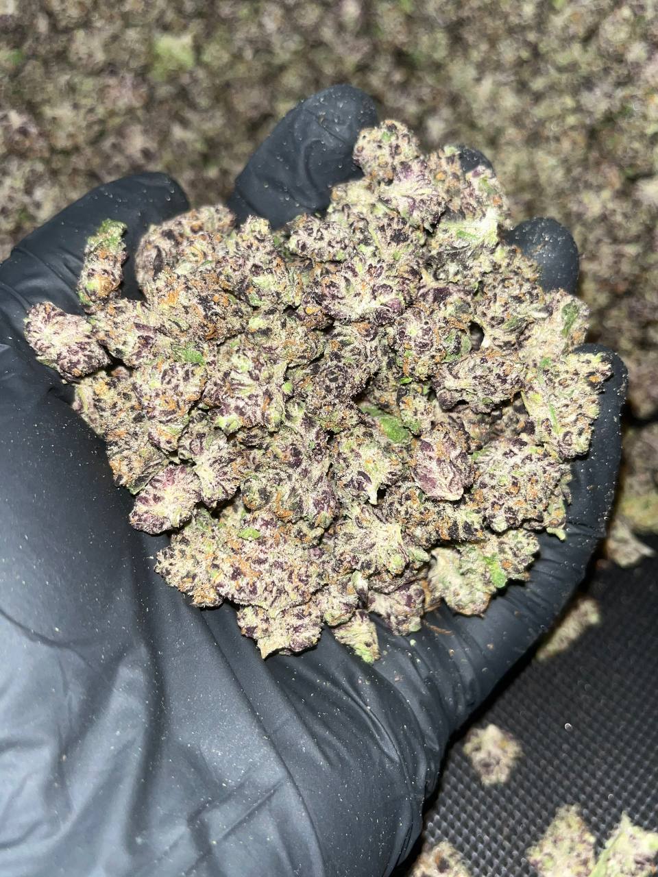Tropicana Smalls Exotic THCa 1 Tropicana Smalls Ecxotic THCA