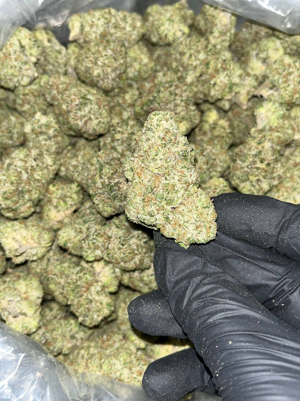 Wedding Cake Exotic THCA 1 Wedding Cake Exotic THCA