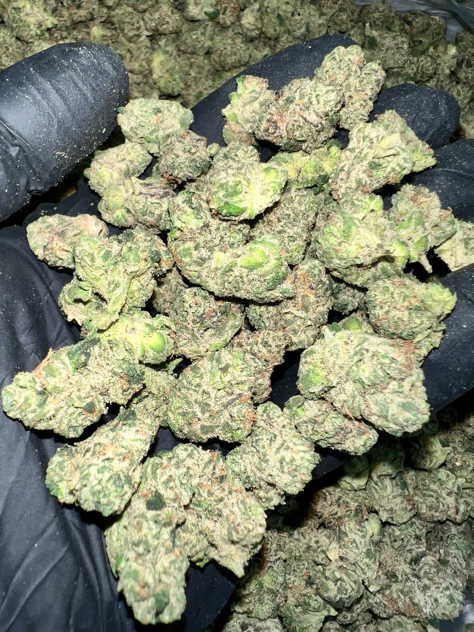 Candy Gelato Exotic THCa Flower 1 Candy Gelato Exotic THCa Flower