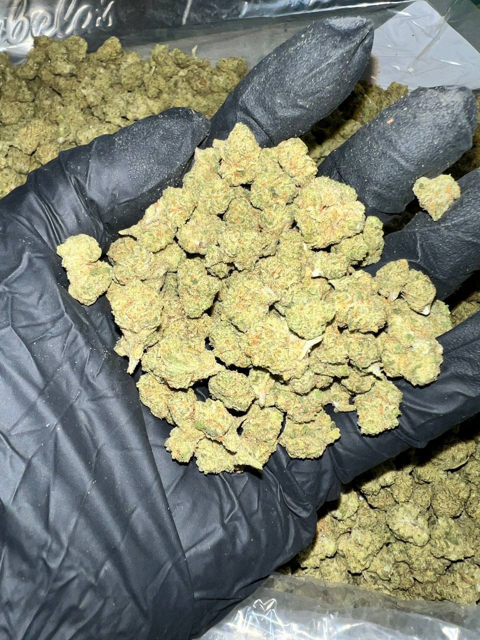 Cheetah Piss Exotic THCa Flower 1 Explore Cheetah Piss THCa Flower, available for wholesale. Premium, Oregon-grown, and third-party tested for superior quality.