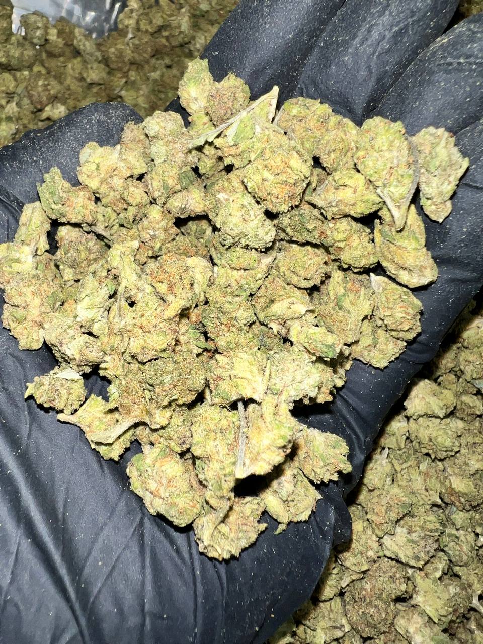 Gary Zkittles THCa Flower 1 Gary Zkittles THCa Flower - High-Quality Wholesale