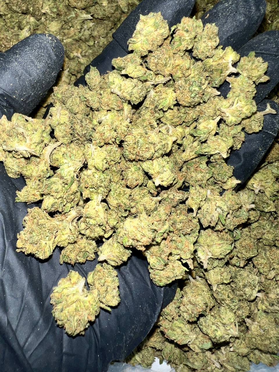 Gelato Cake THCa Flower 1 Get Gelato Cake THCa Flower in bulk. Premium quality, Oregon-grown, and third-party tested for wholesale purchases.