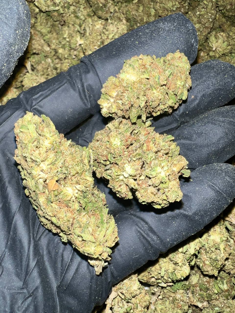 Grape Gas THCa Flower 1 Grape Gas THCA Flower Bulk Wholesale