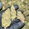 Honey Mintz THCA Flower Bulk Wholesale