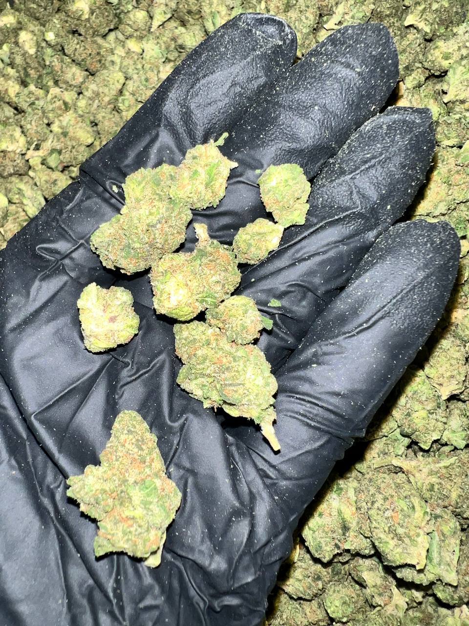 Key Lime Jack THCa Flower 1 Discover Key Lime Jack THCa Flower, available for wholesale. Premium Oregon-grown flower, third-party tested for top quality.