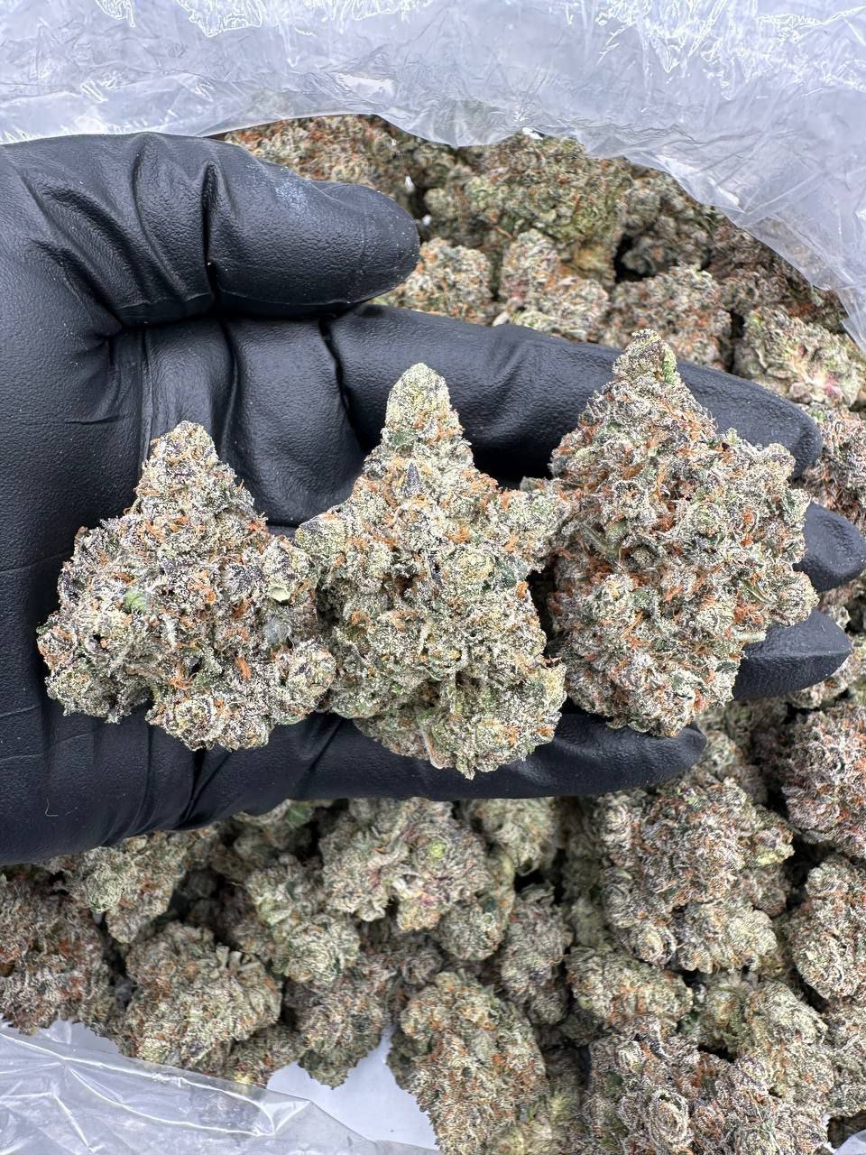 LA Push Pop THCa 1 LA Push Pop THCa