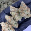 Pineapple Breeze THCa Flower - Closeup of High-THCa Cannabis Buds