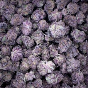 Pinnacle THCa Flower - High-Potency Cannabis Strain for Wholesale Buyers