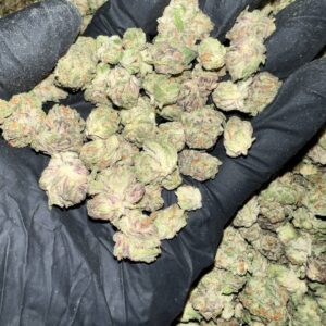 Purple Gushers THCa Flower - Closeup of High-THCa Cannabis Buds