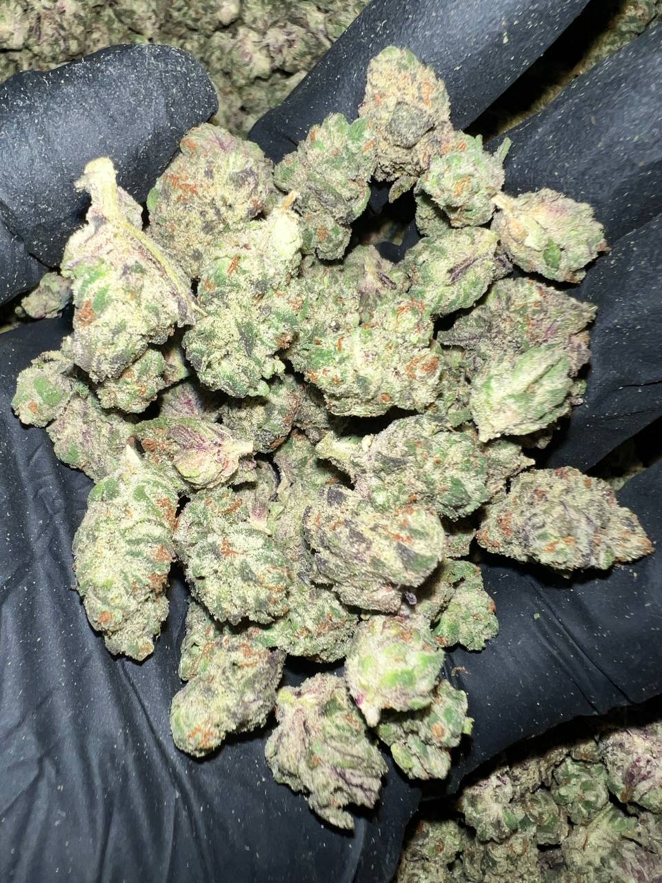 Secret Cookies THCa Flower 1 Secret Cookies THCa Flower Wholesale Purchase