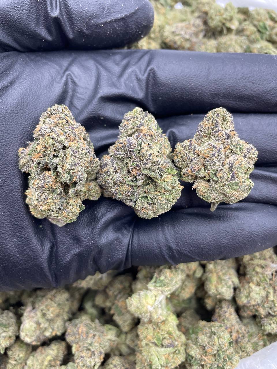 Sunset Sherb THCa 1 Sunset Sherb THCa