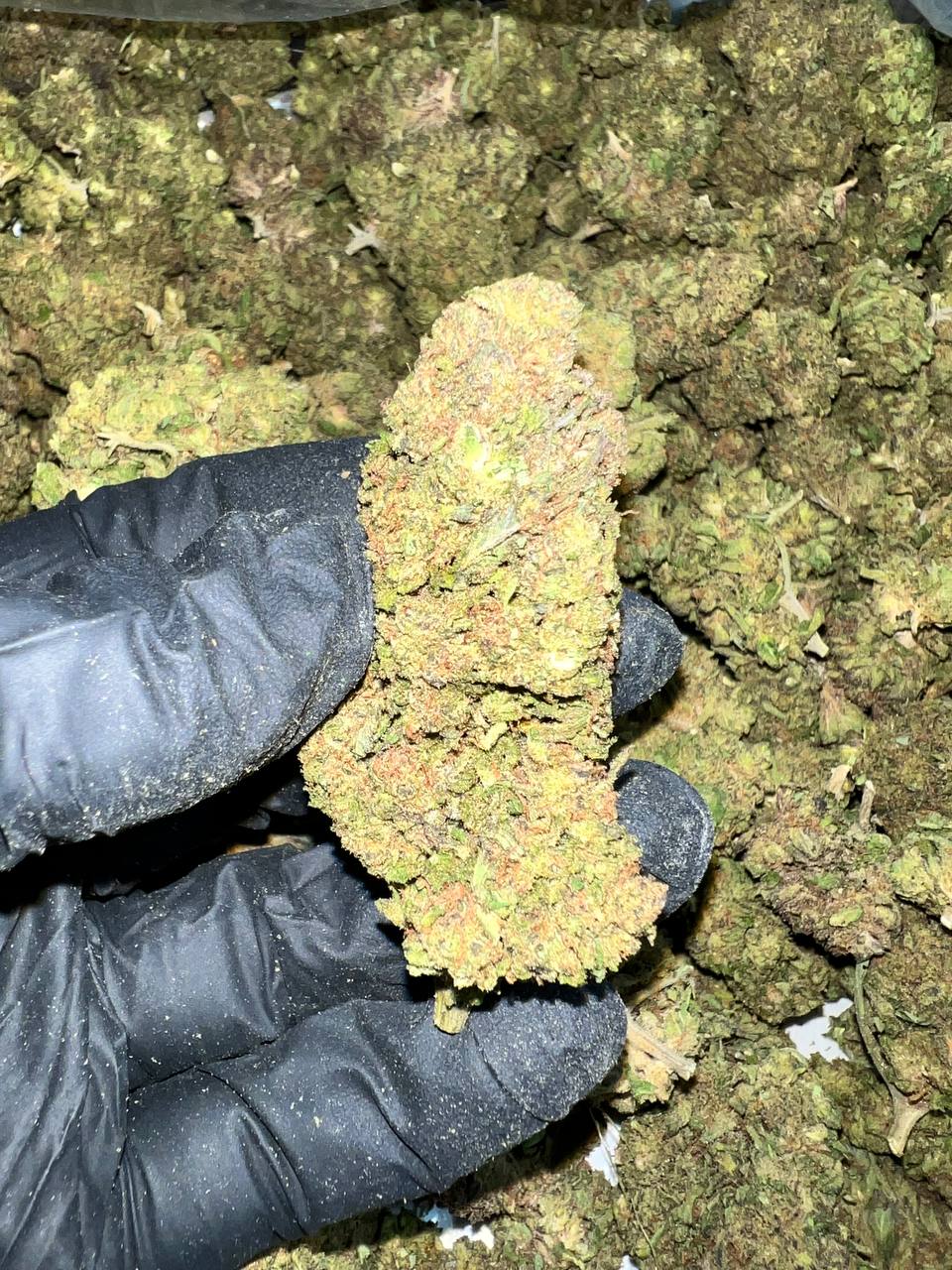 Wedding Drop THCa Flower 1 Wedding Drop THCa Flower in bulk packaging for wholesale
