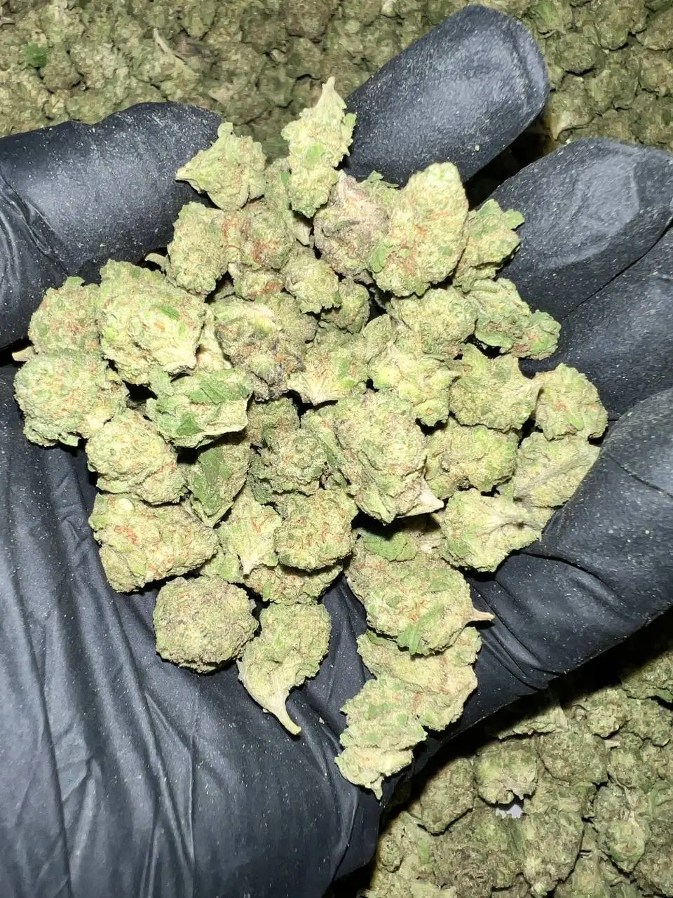 Gush Mintz THCa Flower 1 Wholesale Bulk Cannabis Smalls For Sale Near me 05 Gush Mintz EXOTIC smalls
