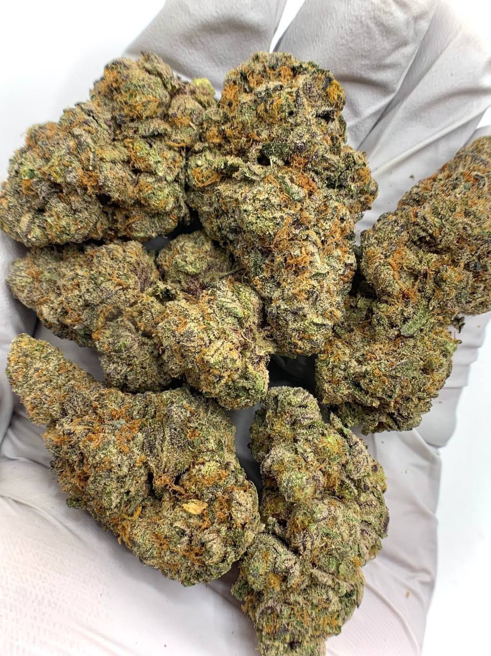 Gelato Mintz Exotic THCa Flower 1 Gelato Mintz Exotic THCa Flower for Wholesale Purchase