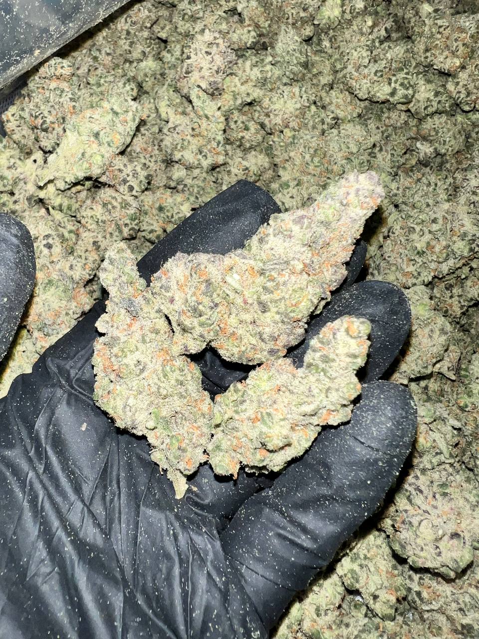 Super Sour Space Candy HHC Flower 1 Super Sour Space Candy HHC Flower - High-Quality Cannabis Buds in Bulk Quantities