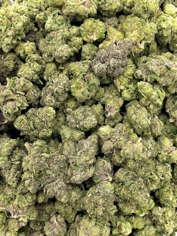 Dense buds of Pave Runtz THCa Flower with purple and green hues, appealing for wholesale buyers.