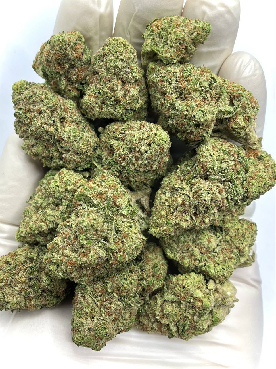 Papaya Punch THCA Flower 1 Papaya Punch THCA Flower - Tropical Hybrid Cannabis Strain for Wholesale Buyers