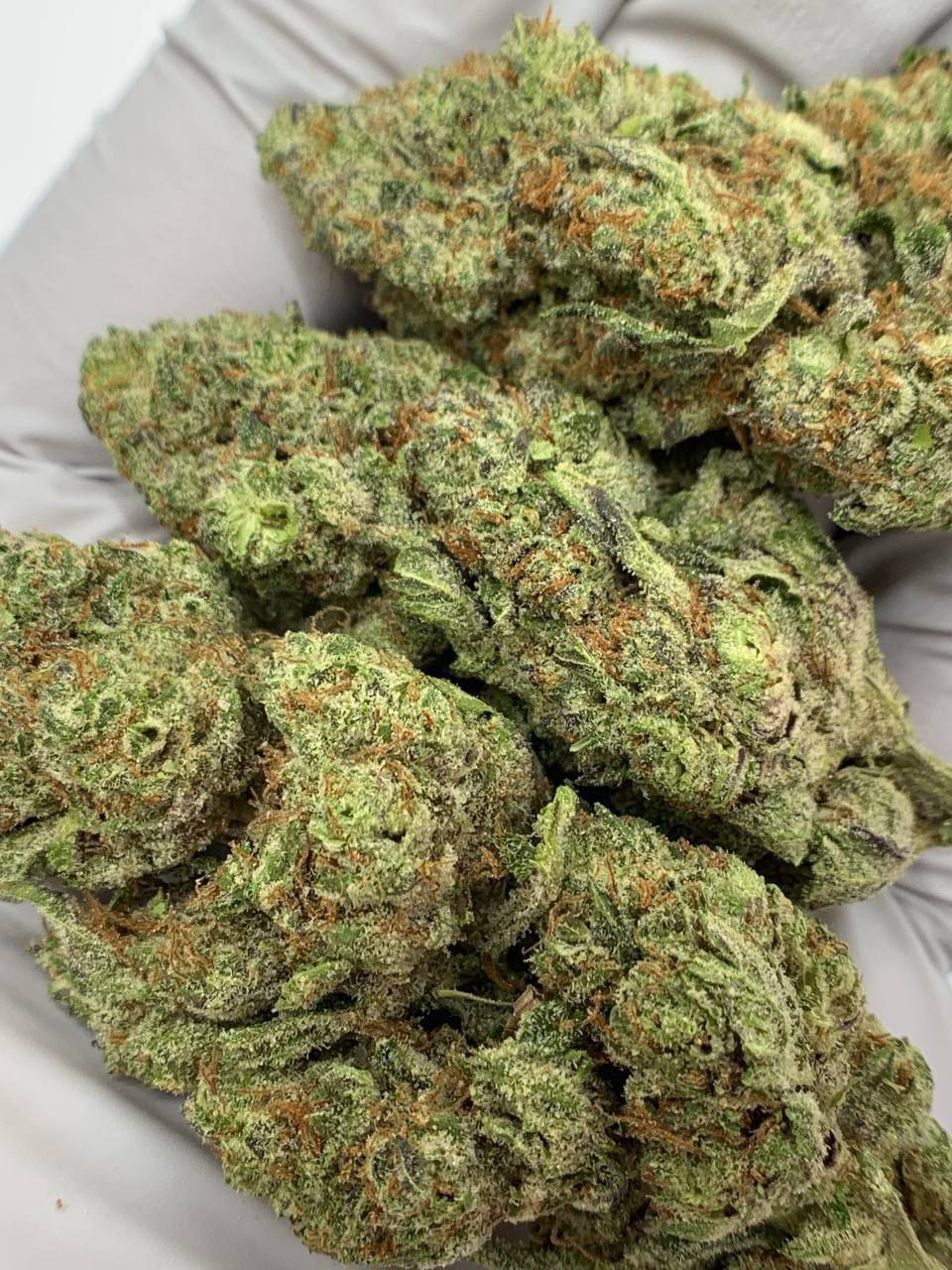 Piff Mintz THCa Flower 1 Piff Mintz THCa Flower, premium bulk hemp flower, high THCa content, minty flavor, wholesale hemp