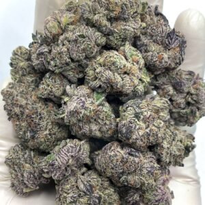 Purple Cream THCa Flower - Premium THCa flower with creamy aroma and calming effects for wholesale.