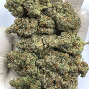 Wholesale Dagashi Kush THCa Flower for Dispensaries