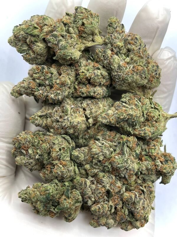 Wholesale Dagashi Kush THCa Flower for Dispensaries
