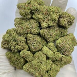 Wholesale Sherblatto THCa Flower for Dispensaries