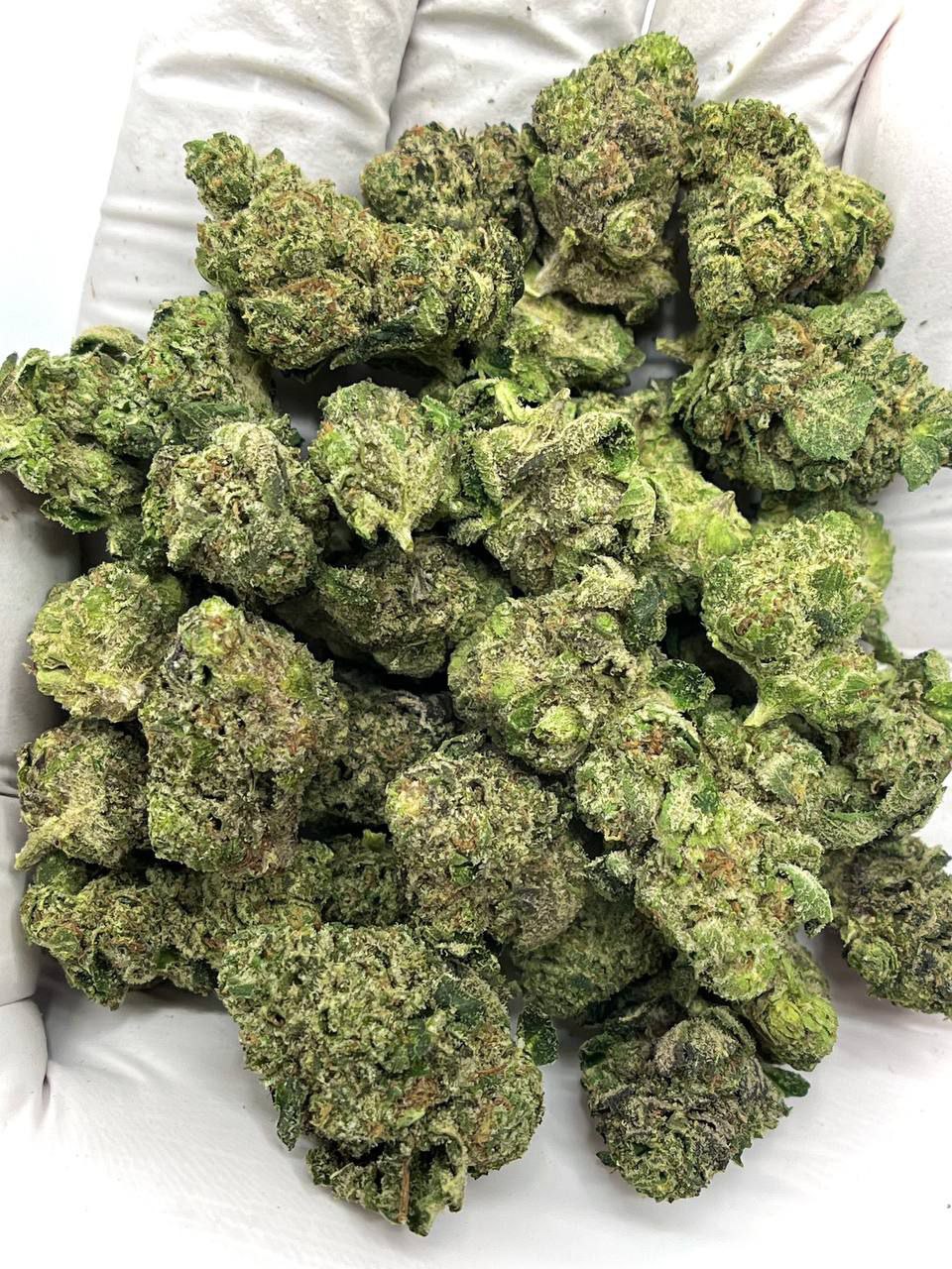 Blue Zushi THCA Flower 1 Blue Zushi THCA Flower, premium wholesale cannabis strain