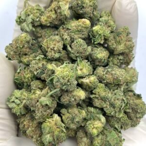 Keylime Jack THCa Flower – High-THCa Wholesale Strain with Lime Flavor and Energizing Effects