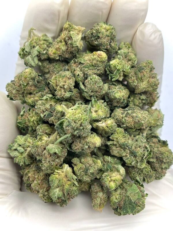 Keylime Jack THCa Flower – High-THCa Wholesale Strain with Lime Flavor and Energizing Effects