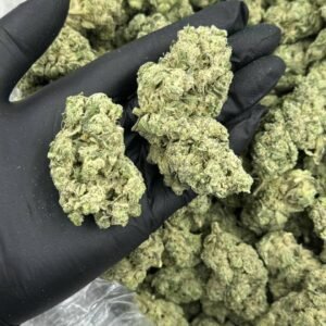 Grape Gas THCa Flower showcasing rich purple buds and potent aroma.
